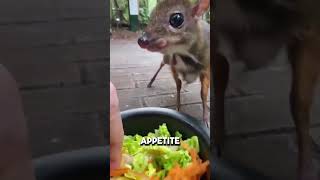 The Incredible Mouse Deer Worlds Smallest Hoofed Animal [upl. by Odraccir374]