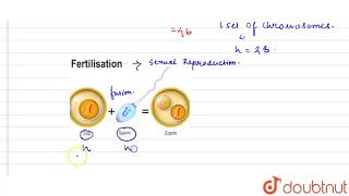 Zygote is  diploidhaploid [upl. by Enayd]