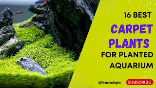 16 Carpet Plants For Planted Aquarium  Carpet Plants For Your Aquarium  Proud Hobbyist [upl. by Annez]