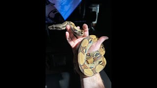 4 years ago today a Tuesday I got her My Venezuelan Red Tail Boa Ashoka Tano SNIPS 4k 9222024 [upl. by Sussi436]