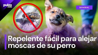 Repelente casero para alejar las moscas de su perro así puede hacerlo con su paso a paso  Pulzo [upl. by Lowis740]