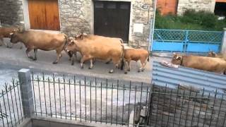 transhumance des vaches en ariège 09 [upl. by Perren823]