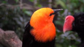 Scarlet Headed Blackbird [upl. by Gladine]