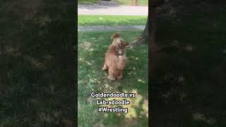 Goldendoodle vs Labradoodle goldendoodle labradoodle doodle [upl. by Prudence]