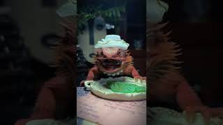 Xiaomeis classmates maned lion lizards magical animals in jitterbugs munchkin vlog feeder routi [upl. by Ennaid]