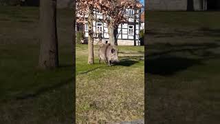 shortvideo ein Wildschwein im Garten [upl. by Boorer]