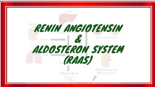 quotReninAngiotensinAldosterone System RAAS  Key Role in Blood Pressure Regulationquot [upl. by Idnar]