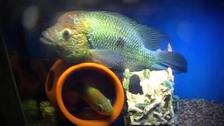 Umbee cichlids breeding Update [upl. by Anitserp]