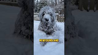 Newfoundland dog  gentle giant of the sea dog amazing [upl. by Anderegg]