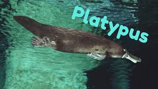 Platypus [upl. by Soulier]