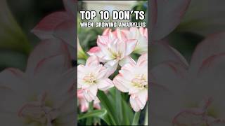 Tips for Amaryllis beginners For detailed content check my home page amaryllis [upl. by Mychael]