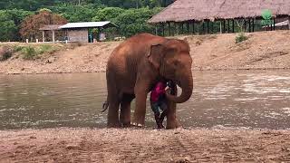 Elephant acts protective over her favourite person  ElephantNews [upl. by Lola]