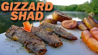 Catch and Cook Shad  EATING CATFISH BAIT [upl. by Clarie]