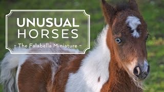 Unusual Horses Falabella Miniature [upl. by Yeung740]