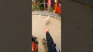 Hanuman ji or hame samaj ne vala 🐶🐾 dog hyderabad lekirider [upl. by Ahsikahs]