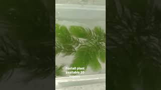 foxtail plant fish plants mrbeast [upl. by Mahalia591]