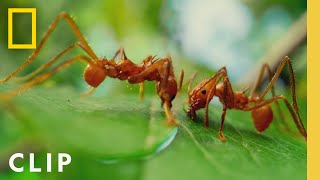 Leafcutter Ants Slice Leaves for the Colony  A Real Bugs Life  National Geographic [upl. by Chalmers]