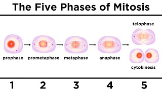 Mitosis How One Cell Becomes Two [upl. by Viviene]