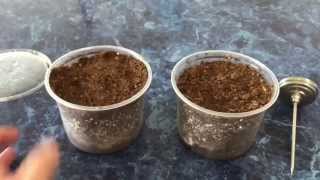 SOWING CEPHALOTUS SEEDS AN EASY TRICK TO STERILIZE YOUR MEDIA BEFORE SOWING THOSE VALUEABLE SEEDS [upl. by Shanan]