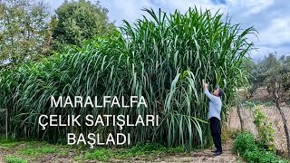 Hayvanları Bedava Beslemek Artık Mümkün  Maralfalfa Bitkisi [upl. by Martsen415]