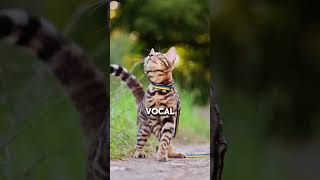 Bengal Cat Temperament [upl. by Harret425]