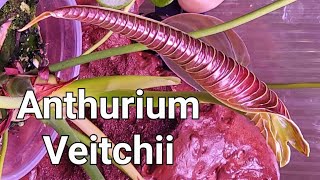 Timelapse of Anthurium Veitchi Narrow unfurling its newest leaf [upl. by Michelle]