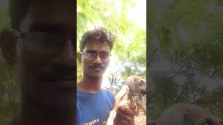 dog Rajapalayam Kutty 🤟👿😡 doglover [upl. by Lehsreh]