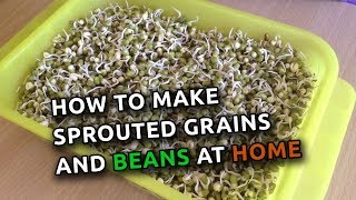 How To Make Sprouted Grains and Beans at Home [upl. by Kaazi346]