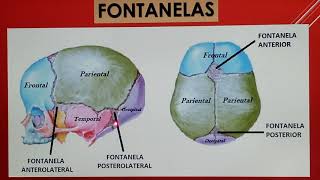 ANATOMIA SUTURAS FONTANELAS Y PUNTOS CRANEOMETRICOS [upl. by Harvie]