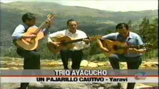 UN PAJARILLO CAUTIVO yaravi Trio Ayacucho Peru [upl. by Razaile263]