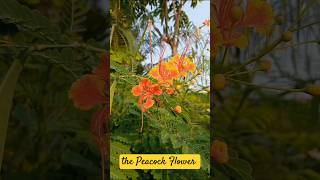 Peacock Flower  Caesalpinia pulcherrima garden flowers nature [upl. by Aneetsyrk594]