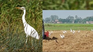 egret bird  बगुला झुंड  bagula jund [upl. by Winfield]