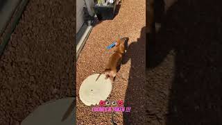 Tilly the dachshund puppy steal fun cute funny trouble garden love friendship help pets [upl. by Shandra]