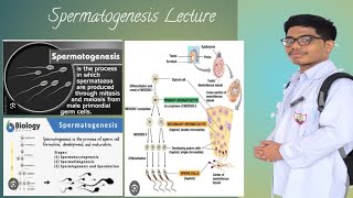 Spermatogenesis Concepts [upl. by Emmalee]