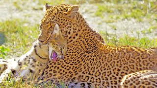 Leopard Shows No Mercy While Hunting Serval [upl. by Denver]