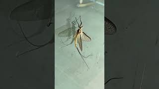 Molting Giant Mayfly Hexagenia limbata Colorado County Texas [upl. by Aliakim]