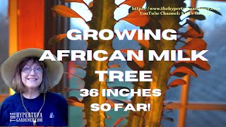 Growing African Milk Tree  36quot Tall in Less Than 2 Years Euphorbia Trigona quotRubraquot Large Plant [upl. by Panayiotis]