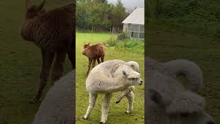 Alpaka eating denmark alpacalife nature cute alpaca alpacalove [upl. by Anirtak]