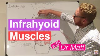 Infrahyoid Muscles [upl. by Cavallaro]