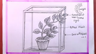 How To Draw Photoperiodism Experiment Of Plant [upl. by Retrak]