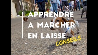 Mon chien tire en laisse en promenade Des conseils [upl. by Sama]