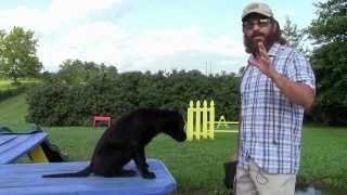 Training Your Labrador Retriever Puppy Part One [upl. by Iahcedrom]