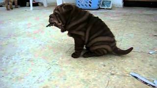 SUPER Choco Shar Pei Puppy amp Other Brothers [upl. by Fonda]