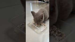 munchkin cat cutecat britishshorthair catlover catvideos mukbang [upl. by Hniht182]