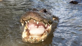 Alligator Captures Python 05  Deadly Animal Attacks [upl. by Buttaro]