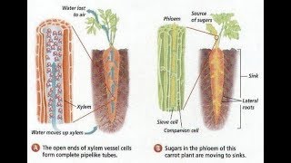 Xylem amp Phloem  Structure amp Arrangement Life Processes part 5 RooseTube Biology Series [upl. by Eeneg800]