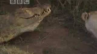 Battle of jaws  lions vs crocodiles  BBC wildlife [upl. by Aihtnic737]