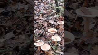 Wild Mushrooms – Trooping Funnel Infundibulicybe Geotropa [upl. by Elga]