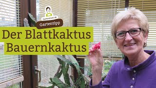 Blattkaktus  Bauernkaktus Epiphyllum pflegen düngen vermehren [upl. by Lilla]