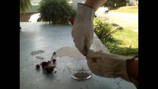 Collecting seeds from Coneflowers and Gomphrena [upl. by Adigun]